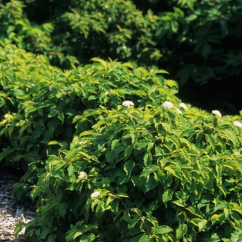 Cornus sericea 'Kelseyi' 