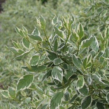 Cornus sericea 'Silver and Gold' 