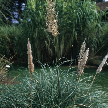 Cortaderia selloana 'Patagonia'