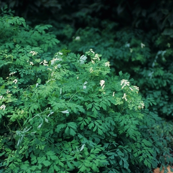 Corydalis ochroleuca