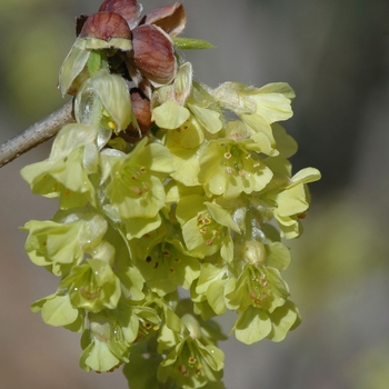 Corylopsis sinensis