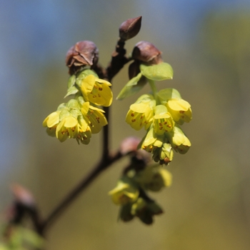 Corylopsis spicata