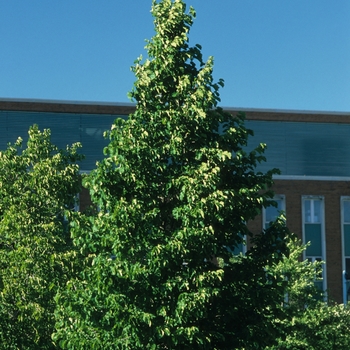 Corylus colurna