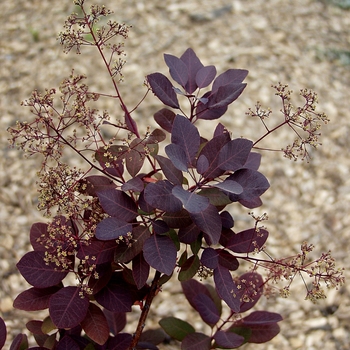 Cotinus coggygria 'Purple Supreme' 