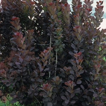 Cotinus coggygria 'Royal Purple' 