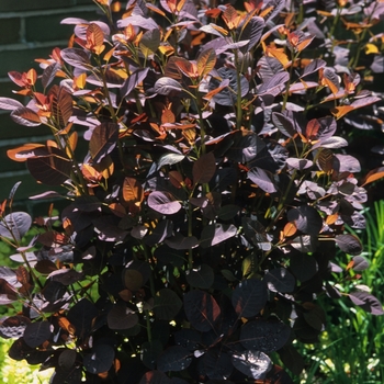 Cotinus coggygria 'Velvet Cloak' 