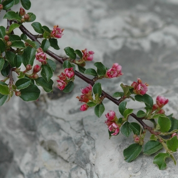 Cotoneaster adpressus var. praecox