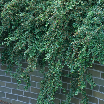 Cotoneaster apiculatus