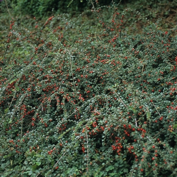 Cotoneaster apiculatus 'Blackburn' 