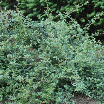 Cotoneaster dammeri 'Royal Beauty' 