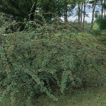 Cotoneaster dielsiana