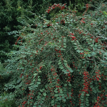 Cotoneaster multiflorus