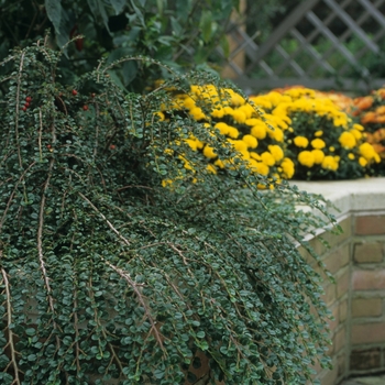 Cotoneaster hessei