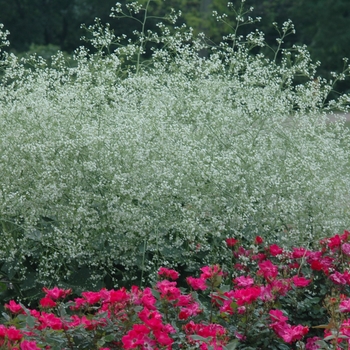 Crambe cordifolia '' (030867)