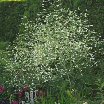 Crambe cordifolia