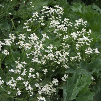 Crambe maritima