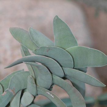 Crassula falcata