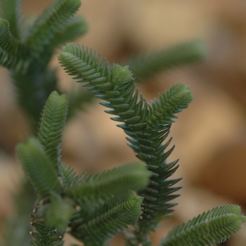 Crassula lycopodioides