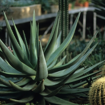 Crassula orbicularis