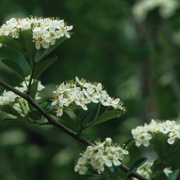 Crataegus crusgalli var inermis 'Cruzam' Cruzam