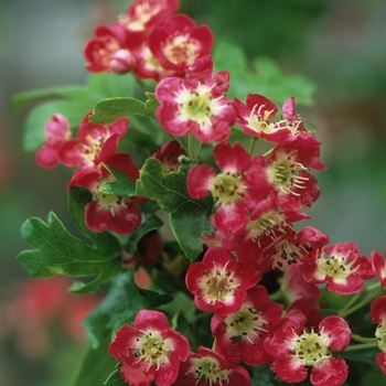 Crataegus laevigata 'Paul's Scarlet' 