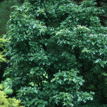 Crataegus monogyna 'Inermis Compacta' 