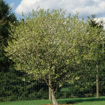 Crataegus opaca