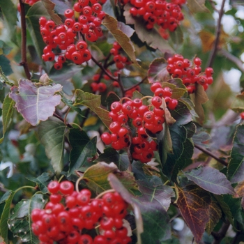 Crataegus phaenopyrum