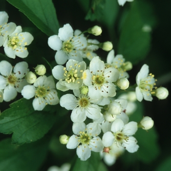 Crataegus viridis