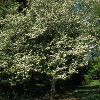 Crataegus viridis 'Winter King' 