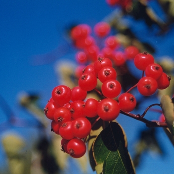 Crataegus x 'Vaughnii' 