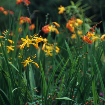 Crocosmia 'Emily Mckenzie' 