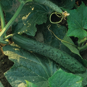 Cucumis sativus 