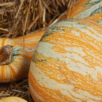 Cucurbita argyrosperma 'Giant Striped'