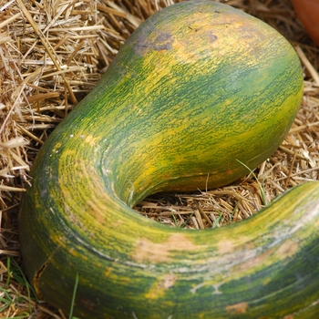 Cucurbita argyrosperma 'Japanese Pie'