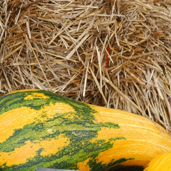 Cucurbita argyrosperma 'Sandhills Tricolor' 