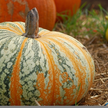 Cucurbita argyrosperma 'Survivor' 