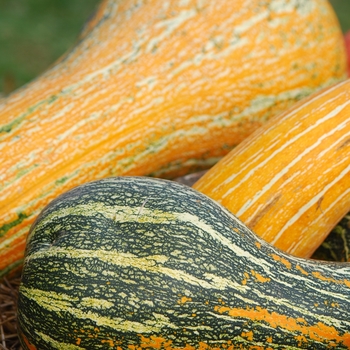 Cucurbita argyrosperma 'Tricolor Cushaw' 