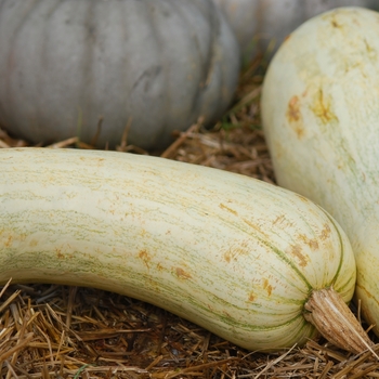 Cucurbita argyrosperma 'White Cushaw' 