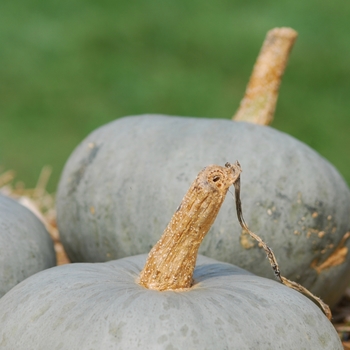 Cucurbita maxima 'Amish Pie'