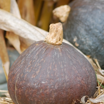 Cucurbita maxima 'Anna Swartz'