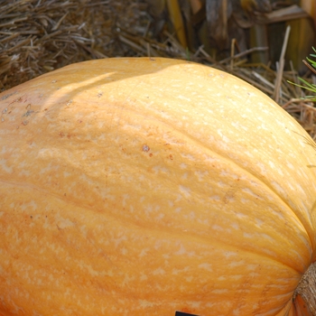 Cucurbita maxima 'Atlantic Giant' 