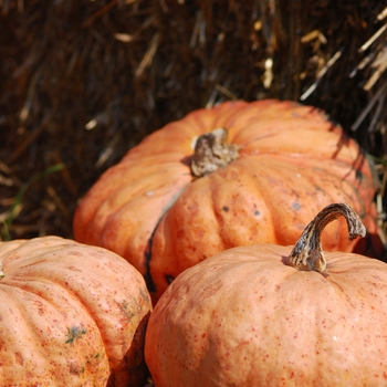 Cucurbita maxima 'Australian Butter'