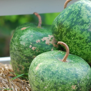 Cucurbita maxima 'Big Apple' 