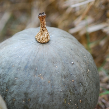 Cucurbita maxima 'Blue Kuri' 