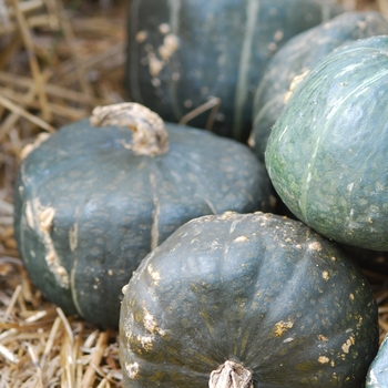 Cucurbita maxima 'Burgess Buttercup'