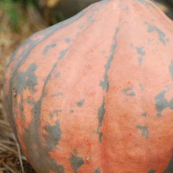 Cucurbita maxima 'Candy Roaster'