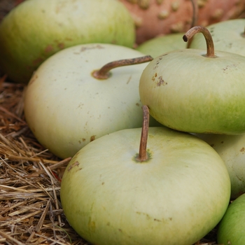 Cucurbita maxima 'Canteen' 