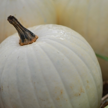 Cucurbita maxima 'Cotton Candy' 