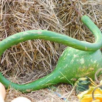Cucurbita maxima 'Extra Long-Handled Dipper Gourd' 
